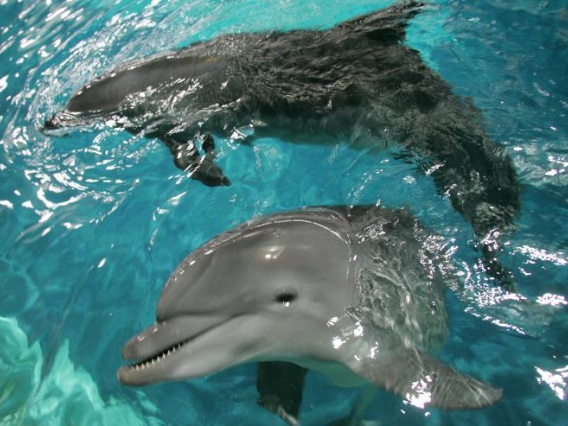 Unikali delfinų strategija suteikia vakarienei pavojingą aštuonkojai