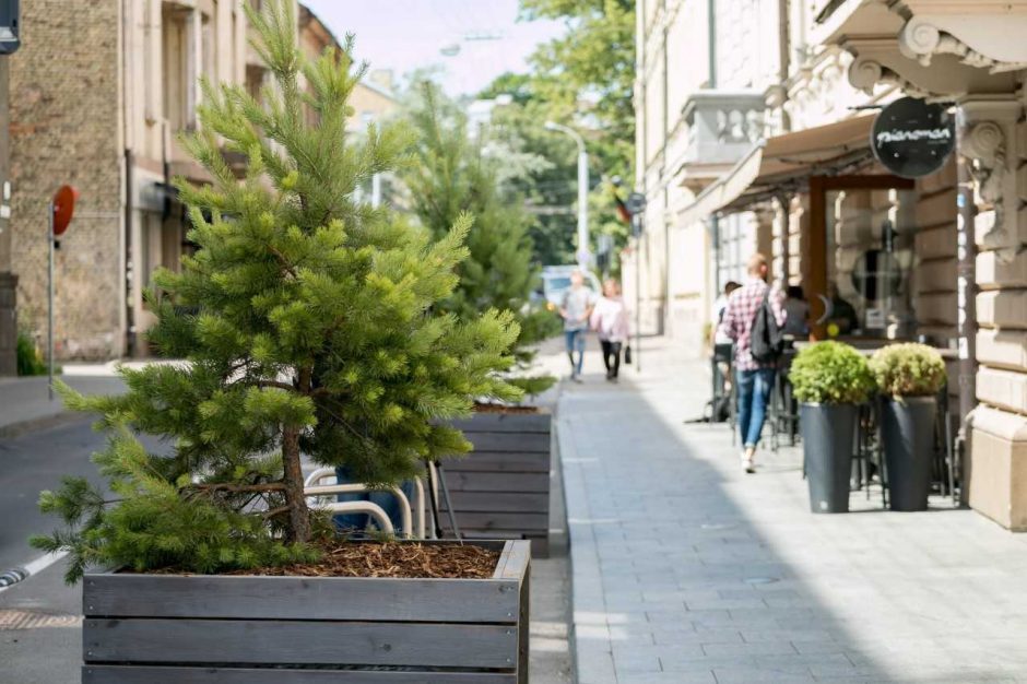 Vilnius: Islandijos gatvÄje sužaliavo puÅ¡aitÄs